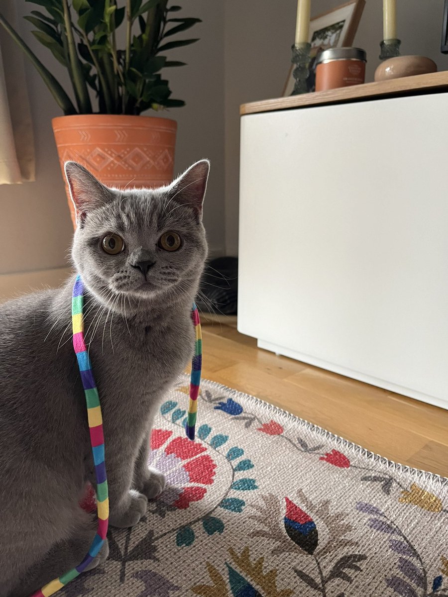 cinarervanur's tweet image. Leaving some positive vibes here - my gorgeous babies wish you a very happy #InternationalCatsDay 🤍

@aihsannergiz