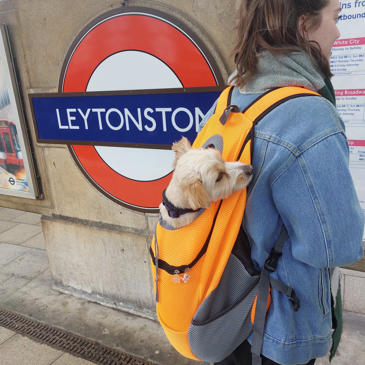 jenniesmagee's tweet photo. Lucie is accompanying us to Notting Hill and Portobello markets this afternoon 😃 https://t.co/BL8PYEEgUO