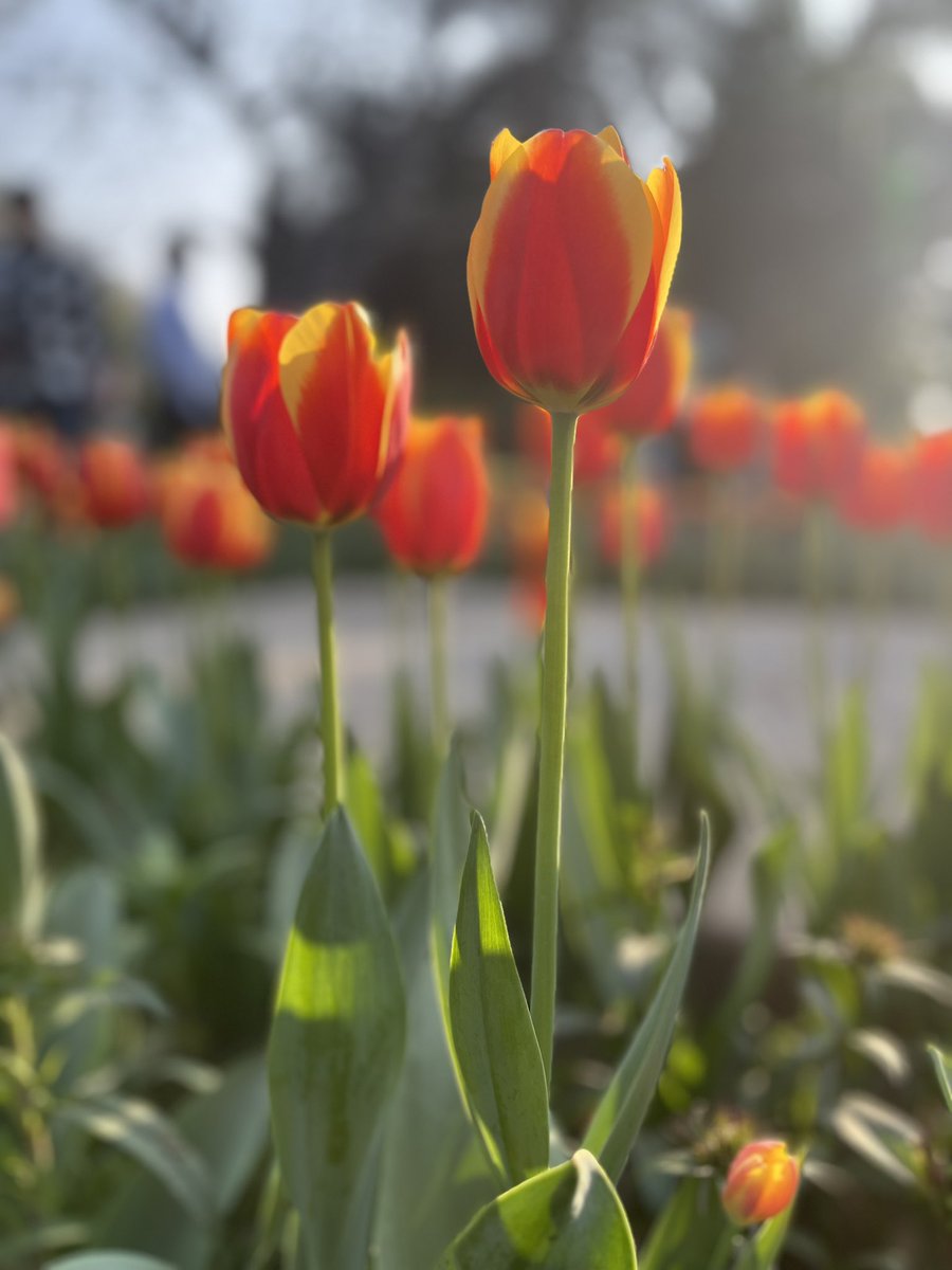 SwarnikaRoy's tweet photo. Tulips planted by @tweetndmc has painted Delhi city with a kaleidoscope of hues where each bloom is telling a tale of spring’s awakening. @tourism_delhi #ndmc #tulipfestival #NDMCTulipFestival #GreenIndia #ILoveDelhi https://t.co/Zkzv41IW77