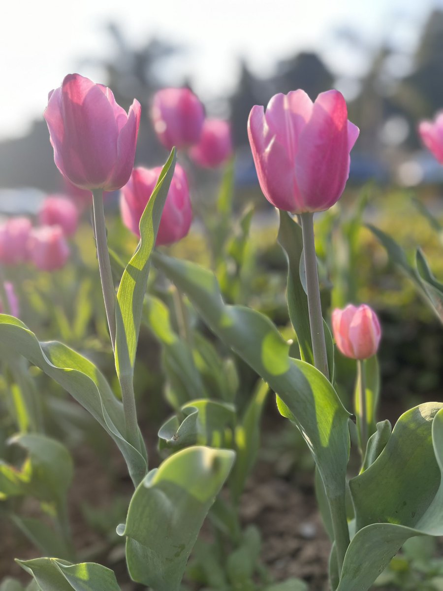 SwarnikaRoy's tweet photo. Tulips planted by @tweetndmc has painted Delhi city with a kaleidoscope of hues where each bloom is telling a tale of spring’s awakening. @tourism_delhi #ndmc #tulipfestival #NDMCTulipFestival #GreenIndia #ILoveDelhi https://t.co/Zkzv41IW77
