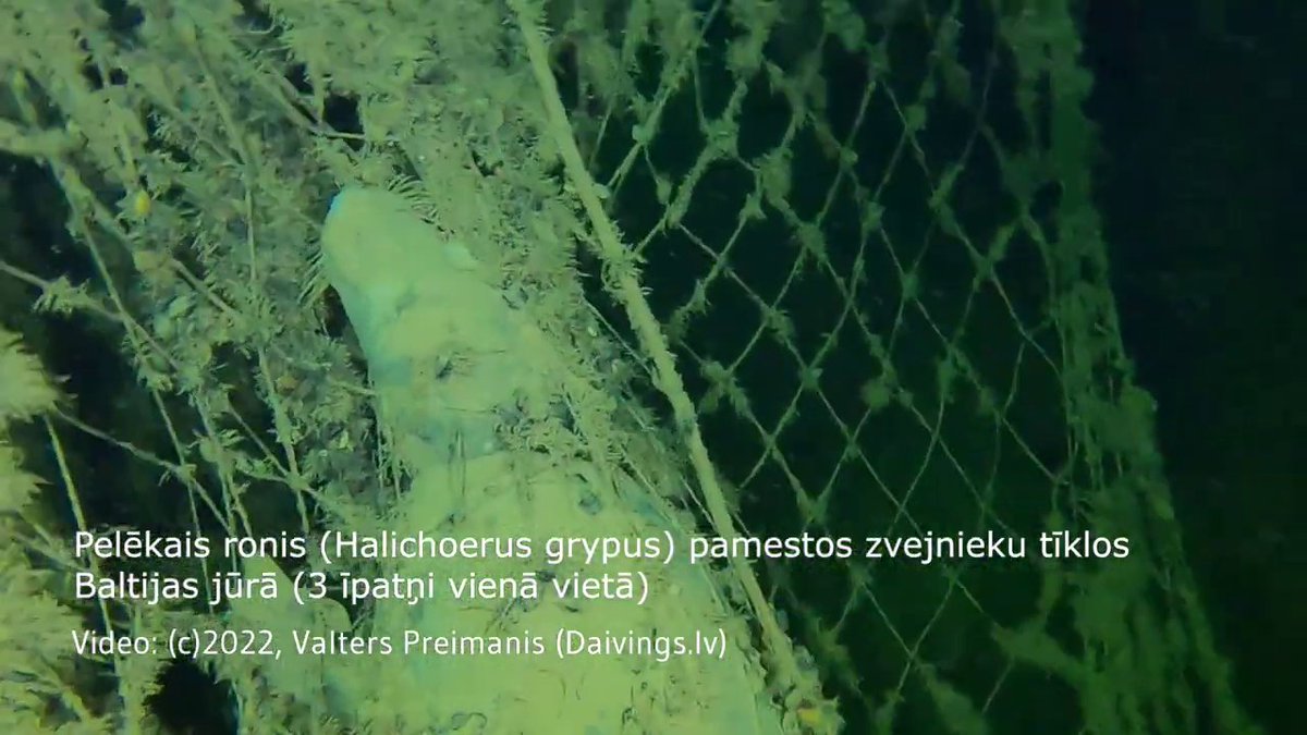daivings's tweet photo. Diving deep to #ghostnets! Our team &amp; partners are on a mission to remove harmful nets #spokutikli from shipwrecks &amp; protect marine life. 

More action:
https://t.co/hJIu2qffGp

Join the fight: #ghostnetrecovery #savetheoceans #cleanupthesea #protectourplanet #spokutikli https://t.co/oZWLjbglOA