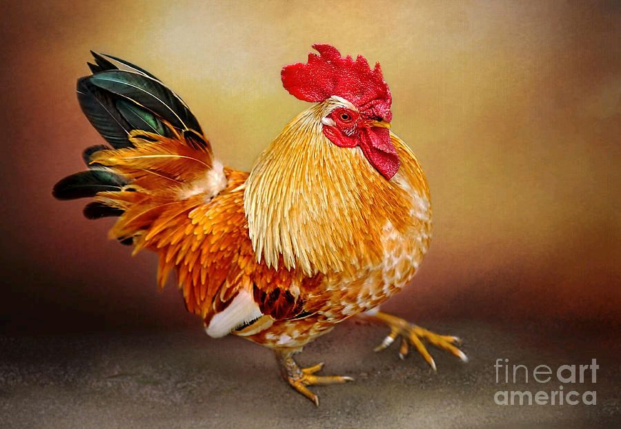 KayeMenner's tweet photo. #LeCoc #Dor By Kaye Menner #Golden #Rooster #Photography Wide variety #Prints & lovely #Products at:
https://t.co/keA5kxmwzP https://t.co/lTYwMloA3m