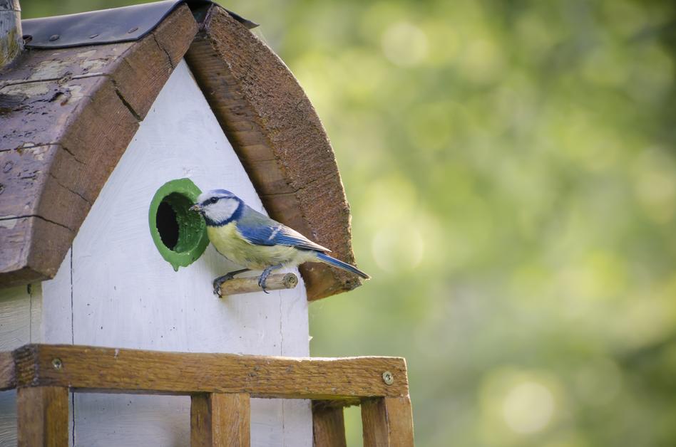LeeValleyPark's tweet photo. It's #NestBoxWeek! There's a shortage of nesting holes for birds in open spaces so installing a nestbox is a great way to provide a place for birds to nest and encourage wildlife into your garden - see the different boxes here and even make your own https://t.co/6mK8OHJrLh 🐦 https://t.co/7Q7oAtup5J