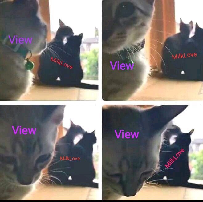 ThijWho's tweet image. #มิ้ลค์เลิฟ #MilkLove #SingleView