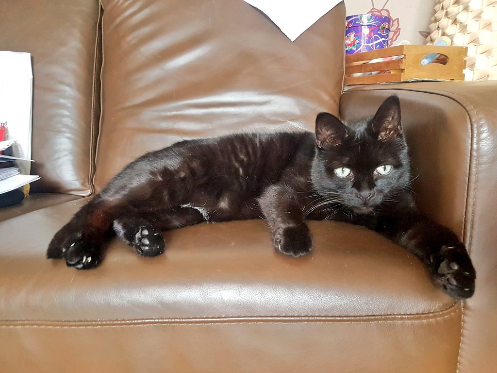 rincew1nd's tweet photo. Yes.
#AlanContent #Caturday https://t.co/IBExko7IHu