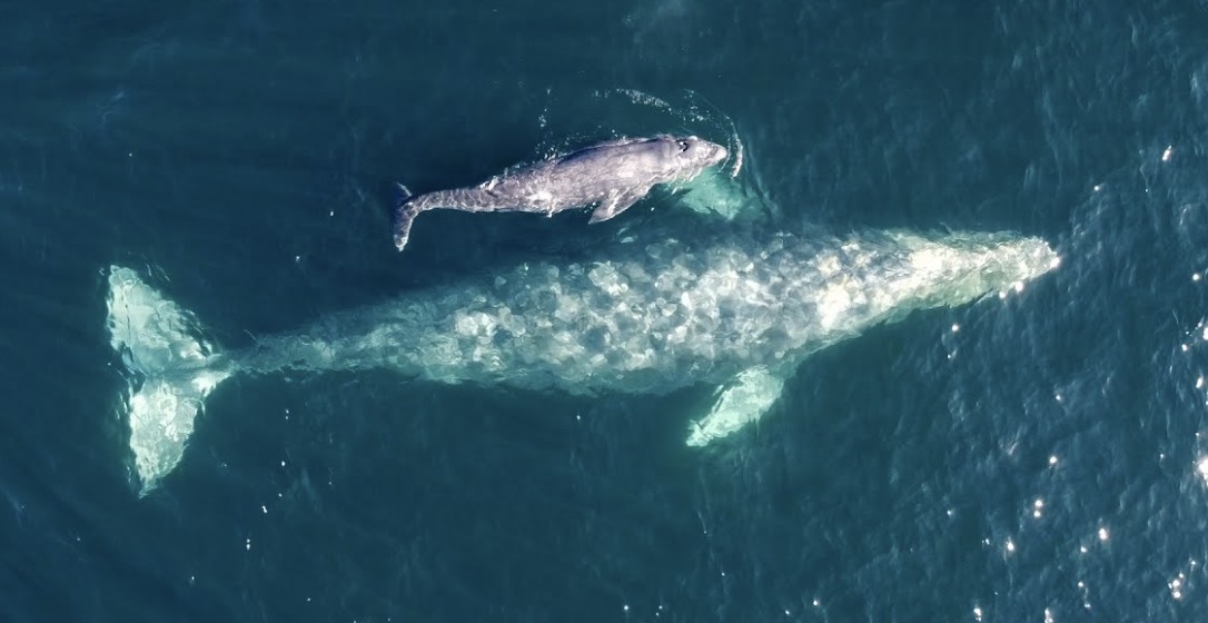 At birth, blue whale calves weigh a whopping 3,000 pounds.

Making them the biggest babies on earth right next to youth basketball coaches who play zone defense.