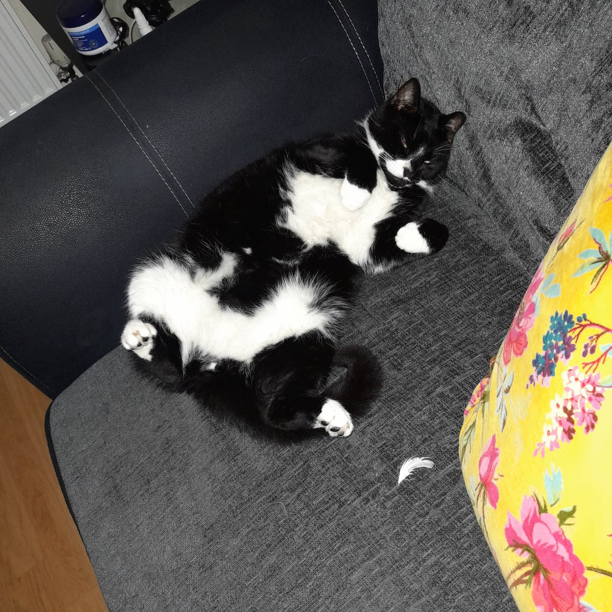 VL70Suffolk's tweet photo. Tale it easy it's #Caturday
#CatsOfTwitter https://t.co/Cx0WXIik0C