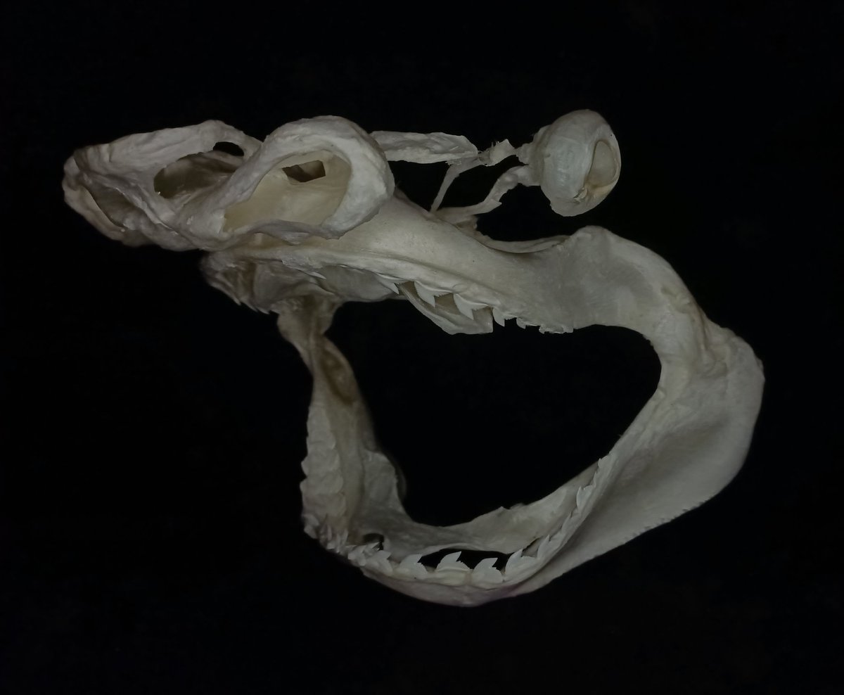 X.T Reptiles & Specimens Studio tweet media