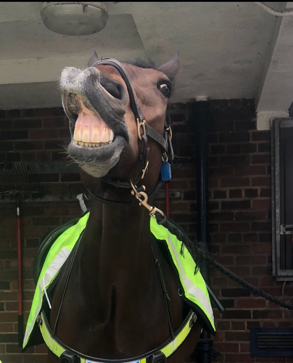 MerPolMounted's tweet image. As a department we would like to say a massive thank you to all our lovely followers for all your messages about our amazing Jake!
It’s been a tough few days but your messages have made us shed a few tears but made us smile.
#StandTall #PHJake