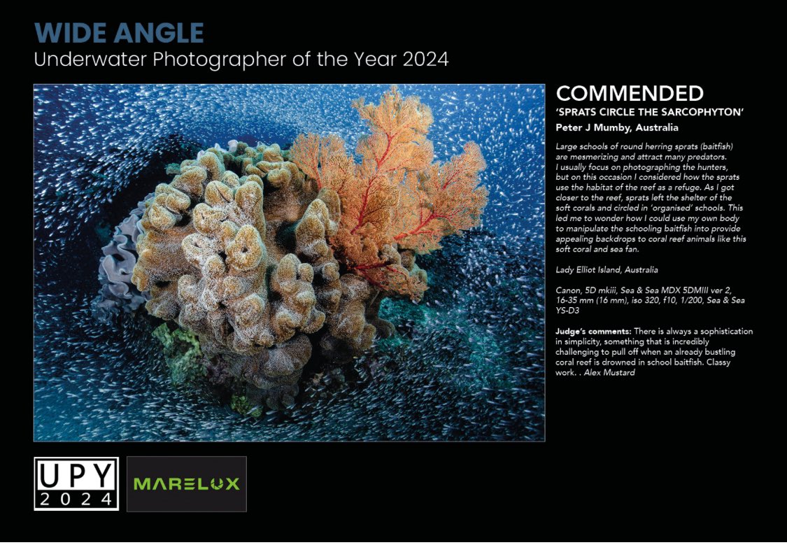 Feeling imposter syndrome at being among the 2024 winners of Underwater Photographer of the Year. Check out the amazing images people have taken. Underwaterphotograperoftheyear.com. #upy2024 @alex_mustard