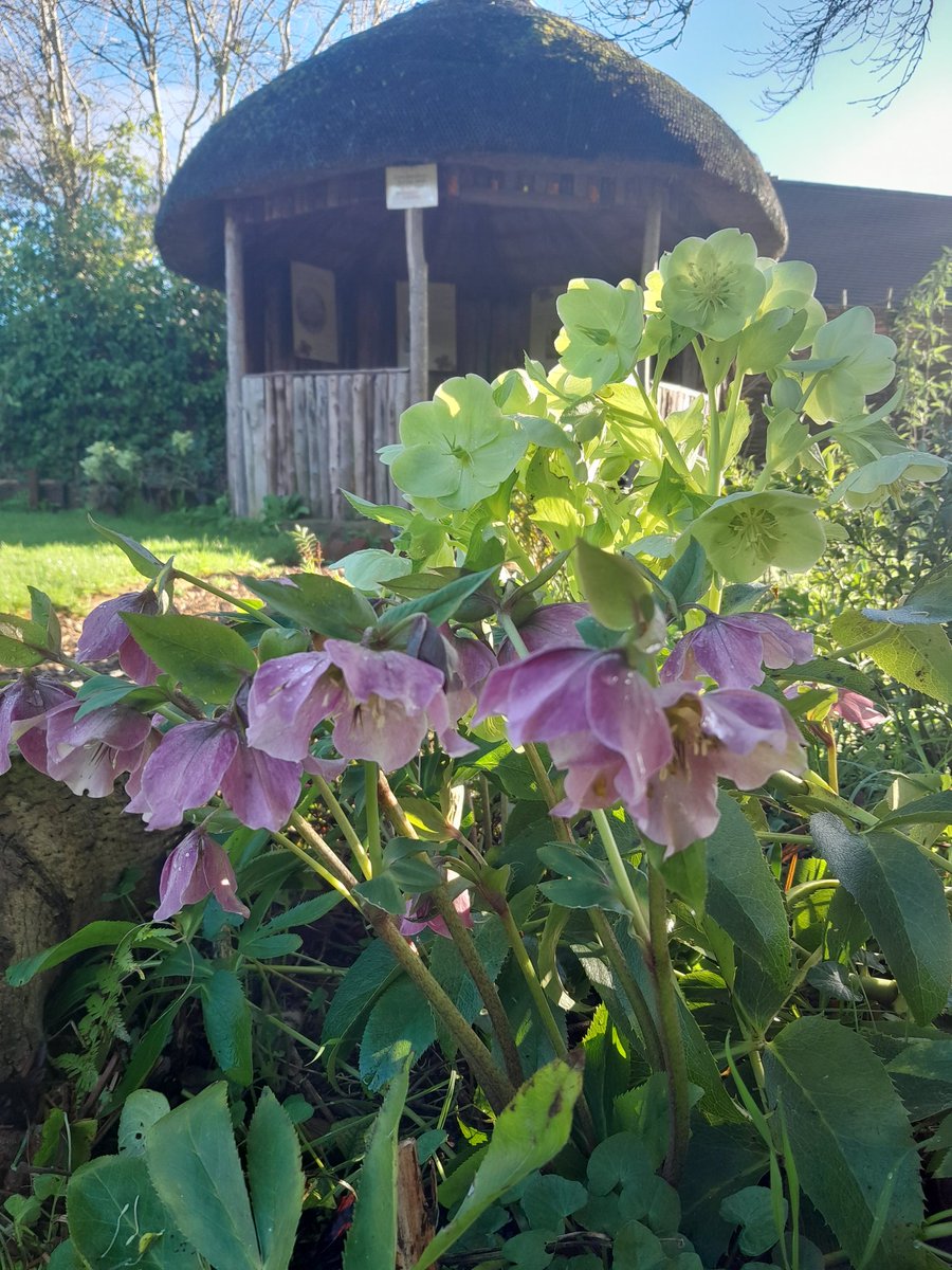 Morning! Look at these gorgeous hellebores brightening up the cottage garden 😍 We're open from 10 until 5pm every Friday, Saturday, Sunday and Monday now. Come and say hello! 👋🏼 #WorcestershireHour