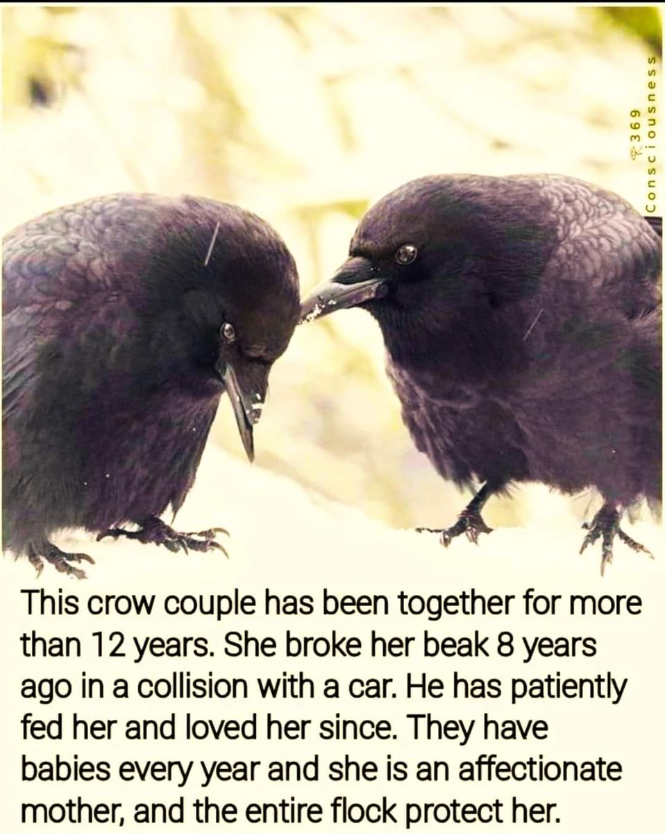 M-K 🌹 🇮🇪 💙 NHS. (@marie_kate2) on Twitter photo 