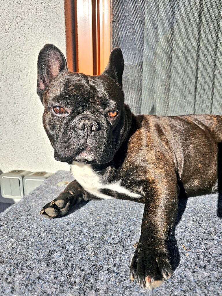 good morning sunshine. it's getting warmer and spring seems finally around tha corner 🌞 #dogs #Frenchie #WeekendVibes #SaturdayMood