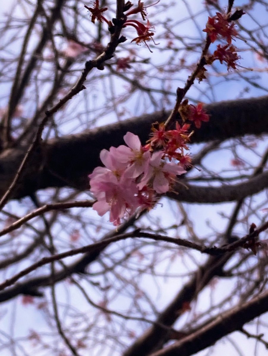hirokiuchiyama's tweet photo. 【Instagramを更新しました】
「冬桜」
Saturday February 17th
https://t.co/LIIqjewmVA
#HirokiPhotoDiary2024
#冬桜 #NextTuesday
#ファインダー越しの私の世界 https://t.co/8z0YbKu9yG