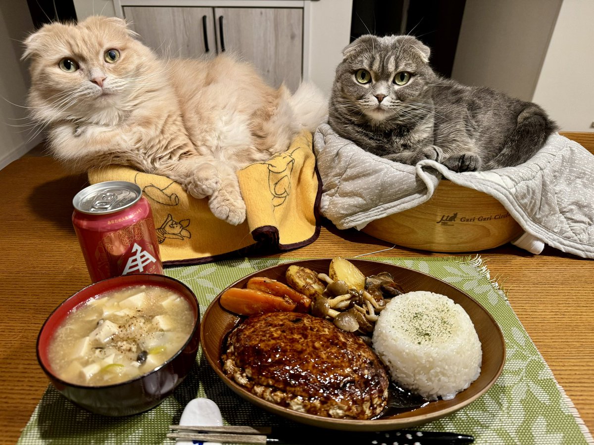 ndTu67XYaawnA2U's tweet photo. ハンバーグと猫達
Hamburger steak & Cats
#猫 #スコティッシュフォールド #ハンバーグ #ヒメホワイト
#cat #scottishfold #humburgersteak #himewhite https://t.co/GFpVi2fO5Y