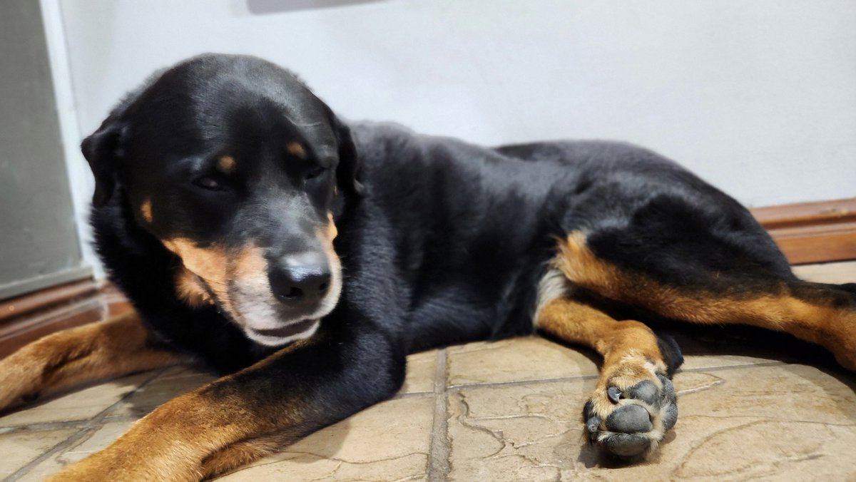 Rottdoglife's tweet photo. Beautiful Xara #rottweilerdoglife #dogs #YouTube #Rottweiler #pets #love #beautiful https://t.co/9IrbGxO3YT