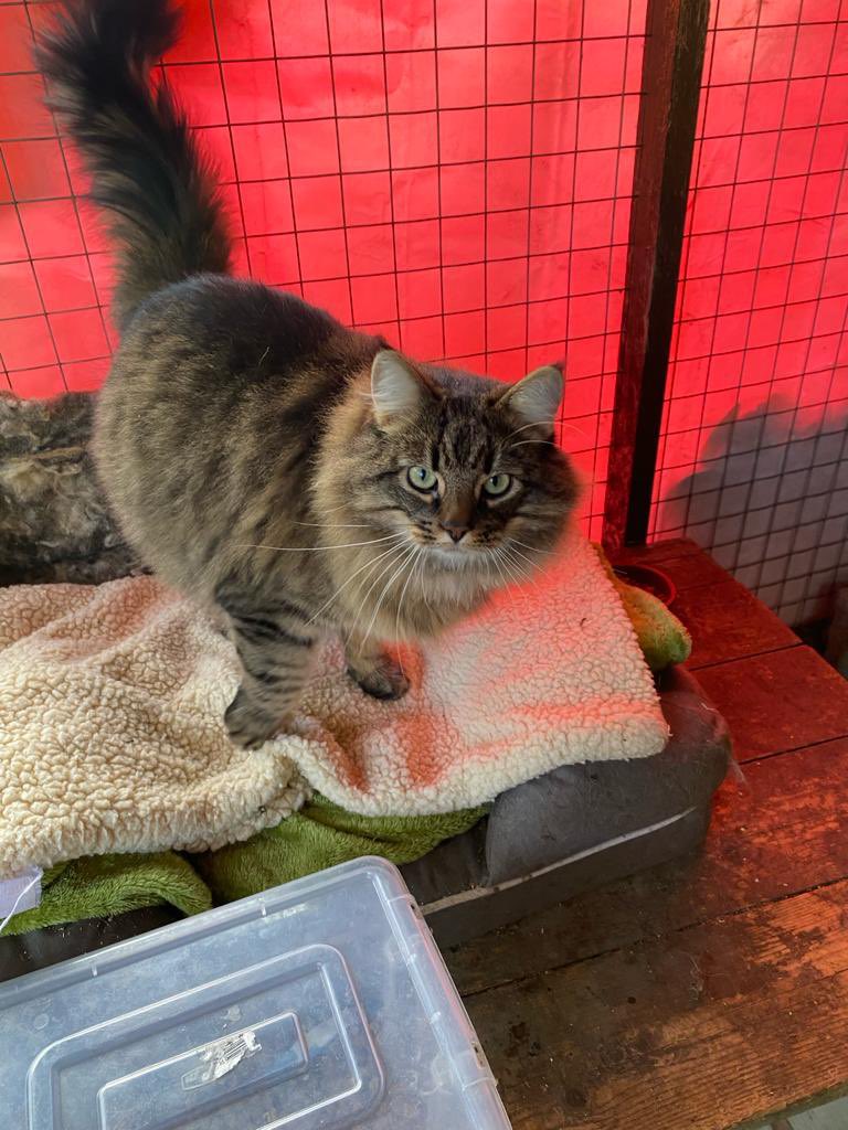 MNashCatRescue tweet picture