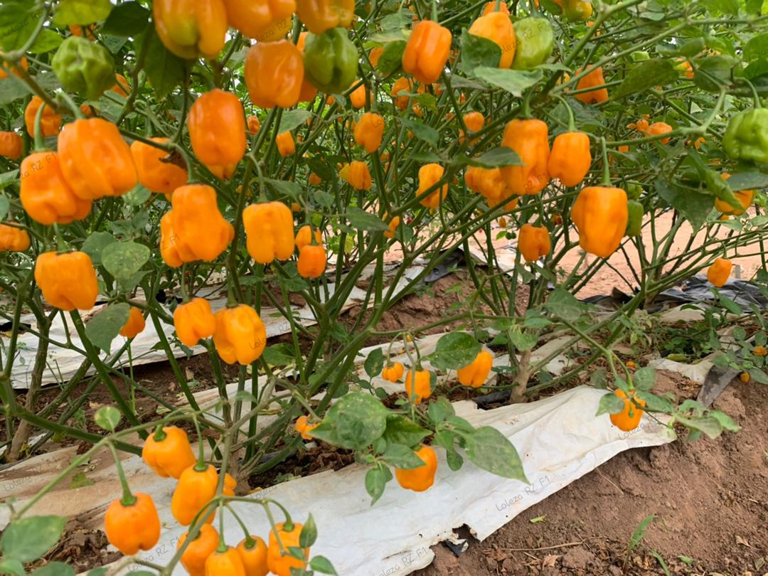 okoreuchenna's tweet photo. This means the prices of these veggies  will be higher in May- September.
The time to grow and sell your premium tomatoes and peppers is now.
Gamhar RZ F1, Loleza RZ F1, Mawenzilli RZ F1, Afadja RZ F1 is available 
#Farmer #Nigeria #Vegetables #Tomatoes #RijkZwaan #Seedforthagro https://t.co/Qsma9ym1UD