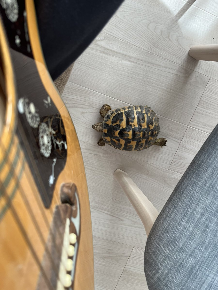 kadagine's tweet photo. なんでかギター弾いてると寄ってくるカメチキ https://t.co/1q6CoH6q9S