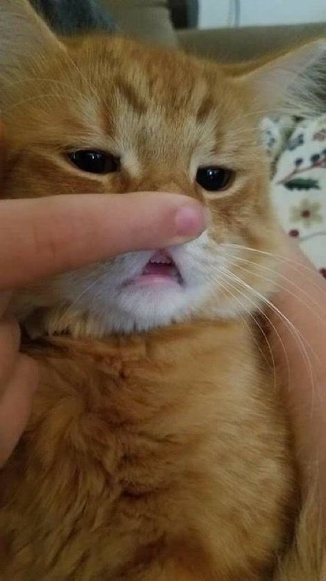cats with powerful impression 🐾 tweet media