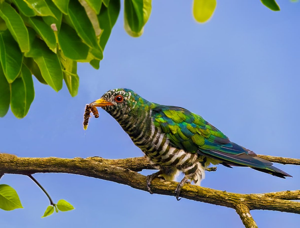 A precious jewel from the nature's hidden treasure. •••Emerald Cuckoo••• #birdphotography #BirdTwitter #NaturePhotography #birdsofindia #TwitterNatureCommunity @IndiAves