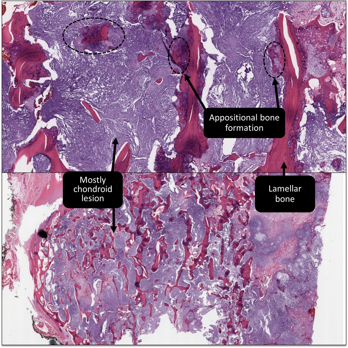 DrCycloPath tweet picture