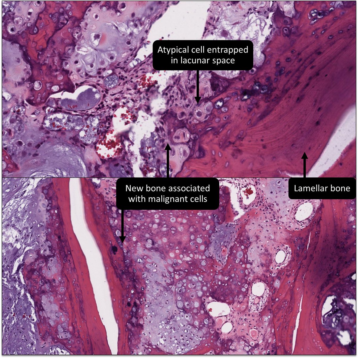 DrCycloPath tweet picture