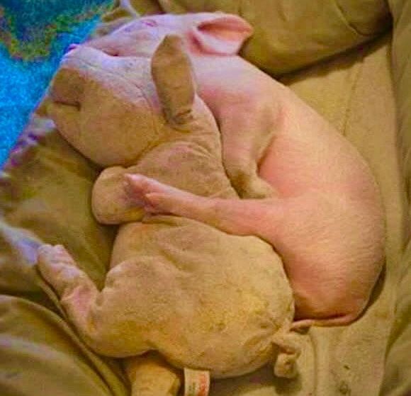 The cutest thing you'll see this week. RT if you agree! 🐷 #loveALLanimals