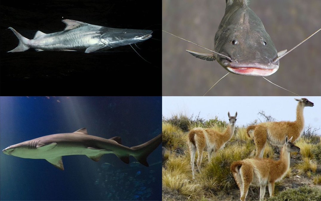 📢 It's a WRAP!  'Nature knows no borders'

#CMSCOP14 approves ALL species listing proposals!  

Thank you Party governments for ensuring the protection of #MigratorySpecies. Now time to implement !  

✅Guanaco
✅Sand tiger shark
✅Amazon catfish
✅ and many others !