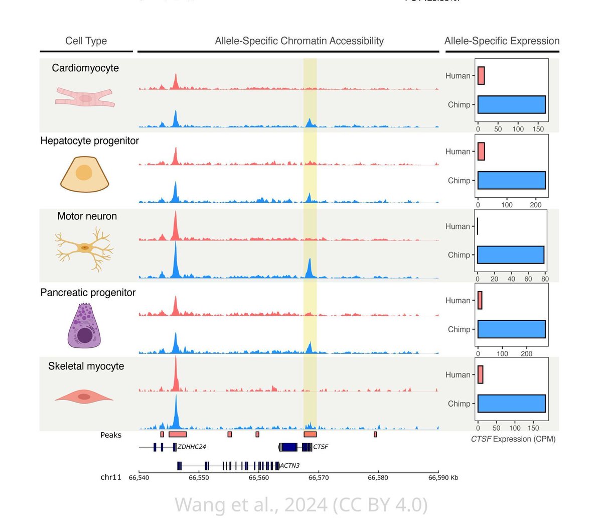 eLife's tweet photo. Scientists have used human-chimpanzee hybrid cells to test whether cis-regulatory divergence between species tends to be cell type-specific. #ReviewedPreprint https://t.co/OOJDsGtsPe https://t.co/IHOga4G3UM
