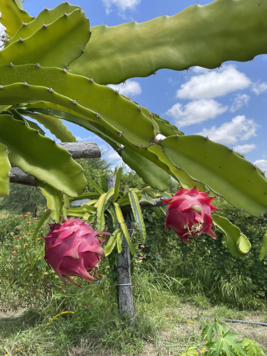 Festival da Pitaya (Selenicereus undatus ) em Sumé