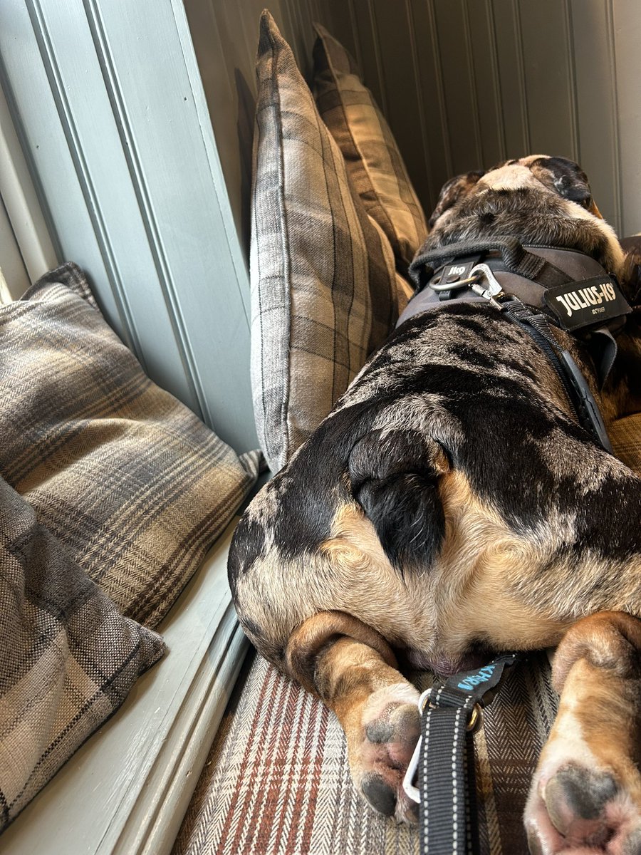 rlbf15's tweet photo. He’s like a pick and mix. Sometimes crazy with no clue of his own wellbeing, sometimes a sweet boy chilled to the bone. 
My little reason 🐾 https://t.co/LTOzSGakto