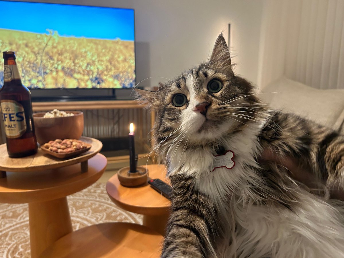 #DünyaKediGünü Kutlu olsun. Hadi herkes bi kedi fotosu yollasın ben başlıyorum. 🐈