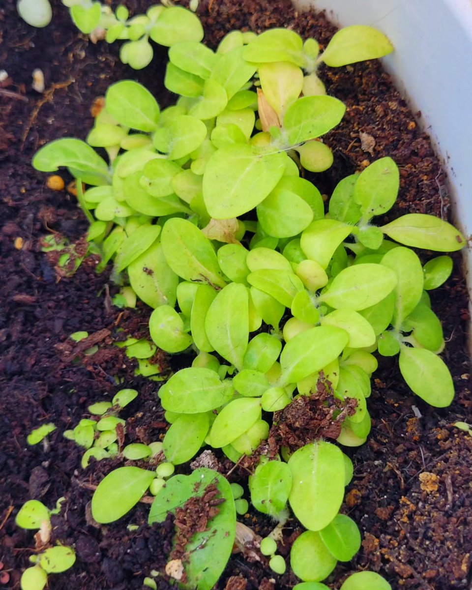 Sophie_MJ's tweet photo. Mapachito doctorcito, poderoso curandero.🌬🍃🎼✨️
@Zamnesia_
.
#mapacho #Medicina #shipibo #mapachitocurandero #icaros #vegetalismo #curar
#espiritus #amor #conexion #mujermedicina #zamnesia #LaSofiJardinera 👩🏼🌾✨️ https://t.co/onSXf2IMNG