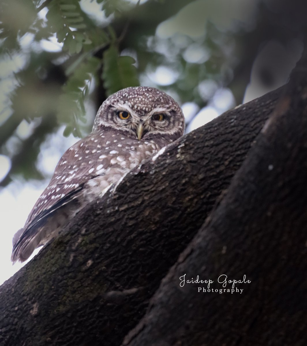 Spotted owlet @ Rajgurunagar #birdnames #birdoj #365DaysWild #birdphotography #indianbirds #birdsofindia #NatureBeauty #IndiAves @RonkaPhotograp1 @wildlifetoursug @Wildphoto4all @southdevonbird @Wildlife_Photo @WildIndia1 @cwsindia @birdnames_en