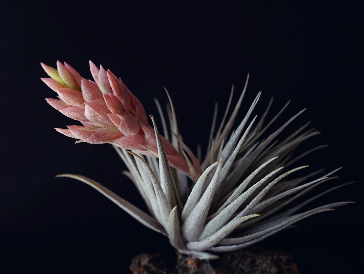 花苞が色付き、開いて来た。 わくわくするー😊😊 T. roseiflora Hybrid