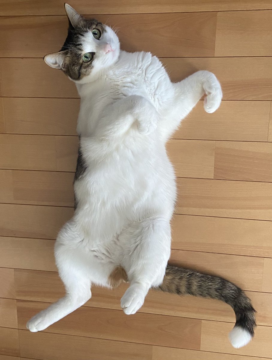 ミント君、撫でてと甘えてます。

#猫 #保護猫 #猫好きさんと繋がりたい #猫のいる暮らし