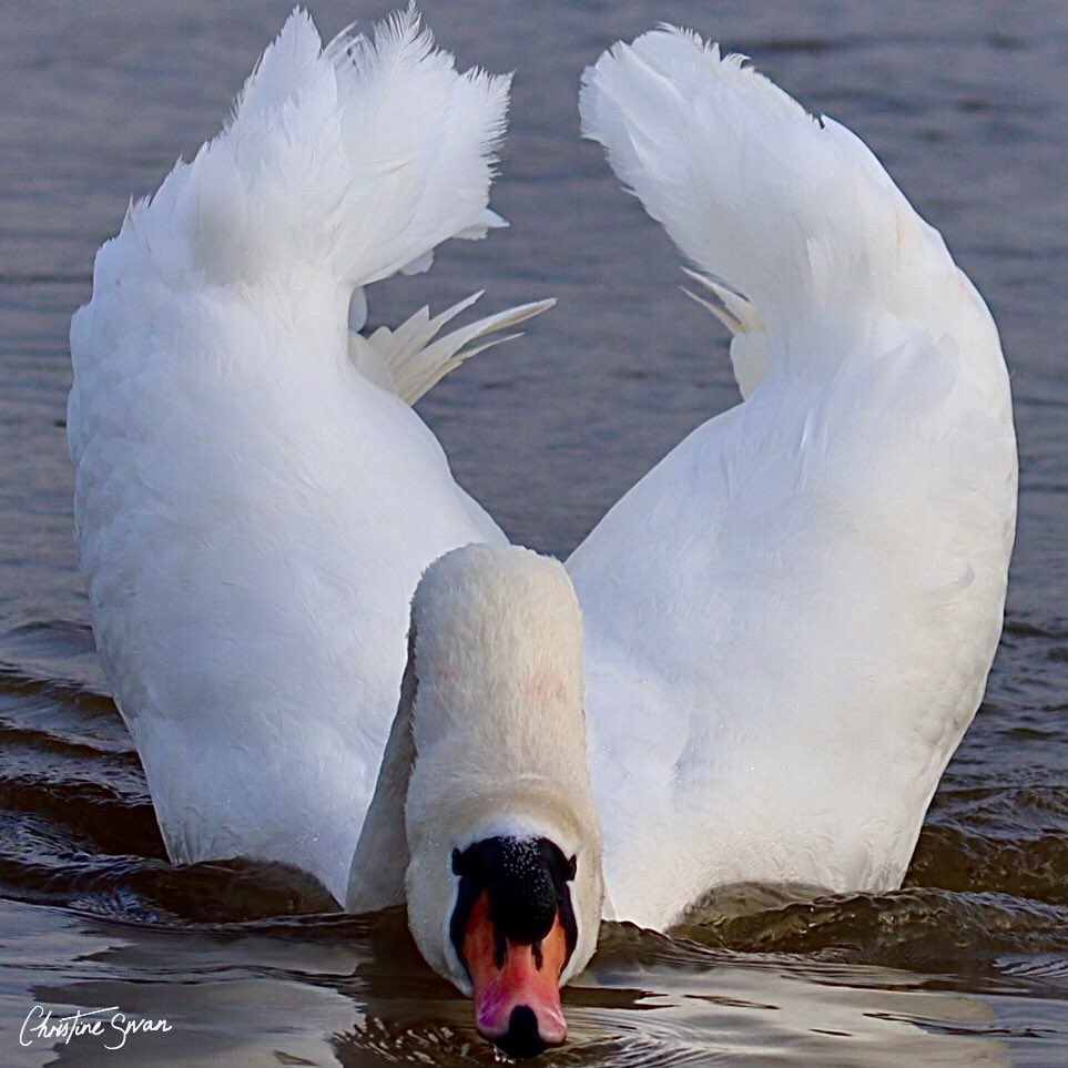 We often witness when walking round our lovely MK lakes , canals and rivers swans vigorously defending their territory from other swans , especially at this time of year after courtship displays and pairing .
#scenesfrommk #theparkstrust #furztonlake