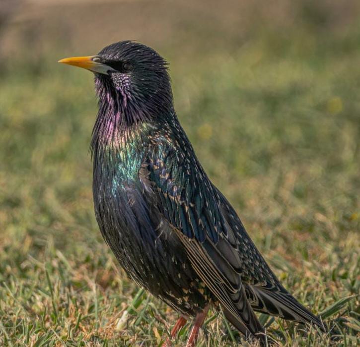 Con la MASCLETÁ no solo morirán directamente fauna sino también por abandonar huevos, crias, etc. Imaginad lo que encontraremos en las decenas de nidales que están al lado. Hay también cajas para murciélagos que morirán dentro de ellas. SÍGUENOS! 😉