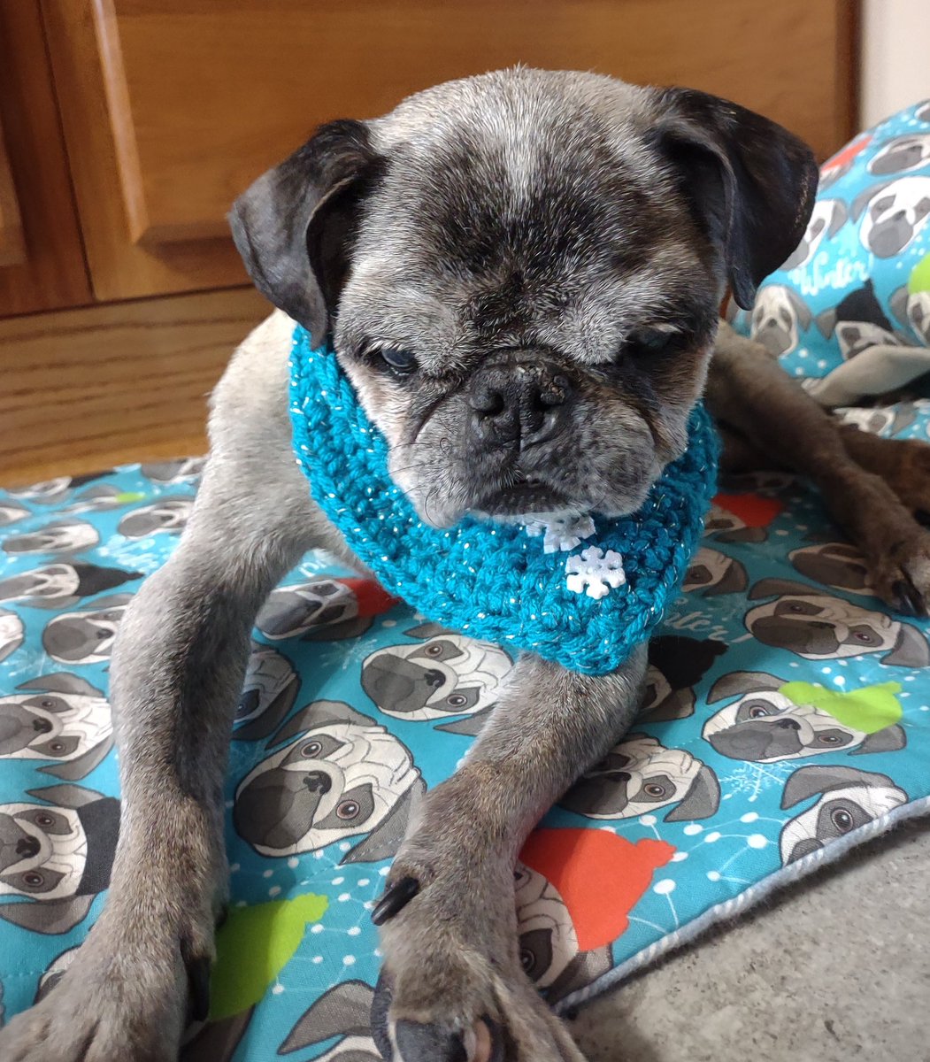 To CELEBRATE #RandomActofKindnessDay we'll have A NAME DRAW TO WIN PRIZES🎉! To enter: REPLY w/PET PIC or KINDNESS/LOVE GIF & FOLLOW. ends 2/17 9p est. #GoodLuck  #dogsoftwitter  #CatsOfTwitter #puglife #SaturdayMood #weekendfun #KindnessMatters #BeKind