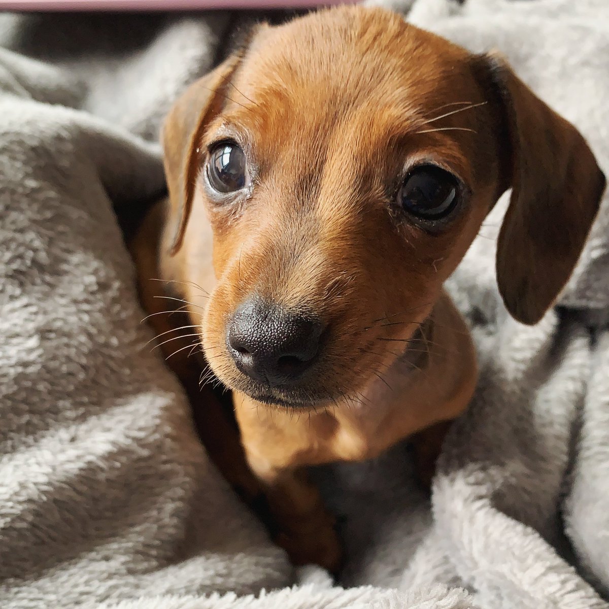 Dr (Elizabeth) Chloe Romanis tweet media