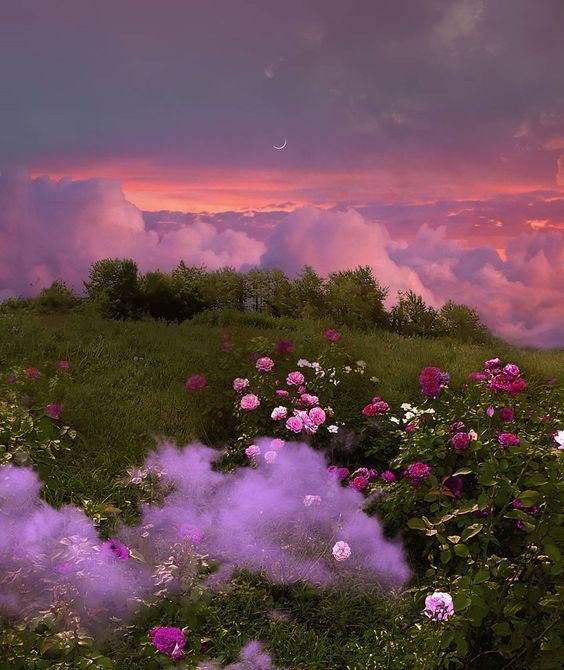 Non-Fungible Plants 🌱 tweet media