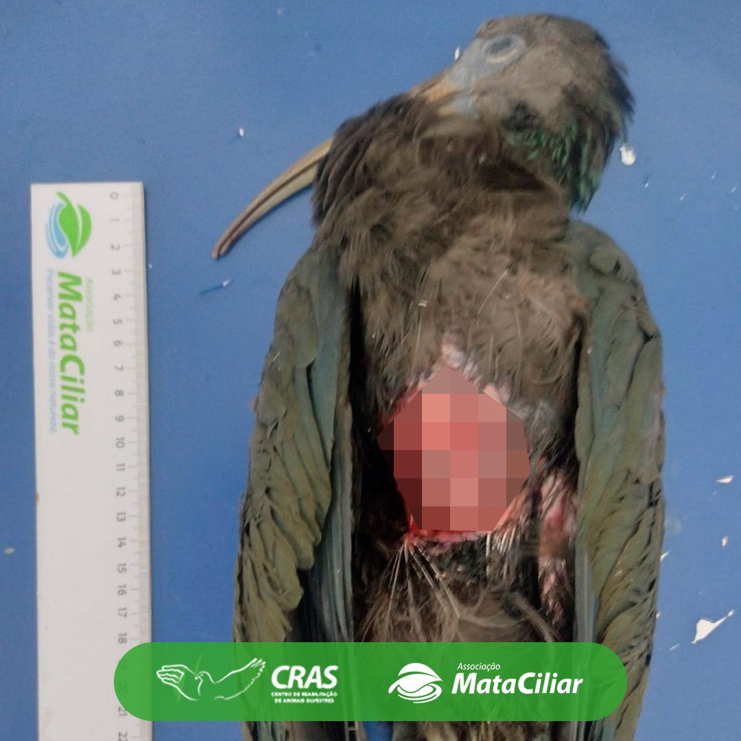 Mata Ciliar tweet media