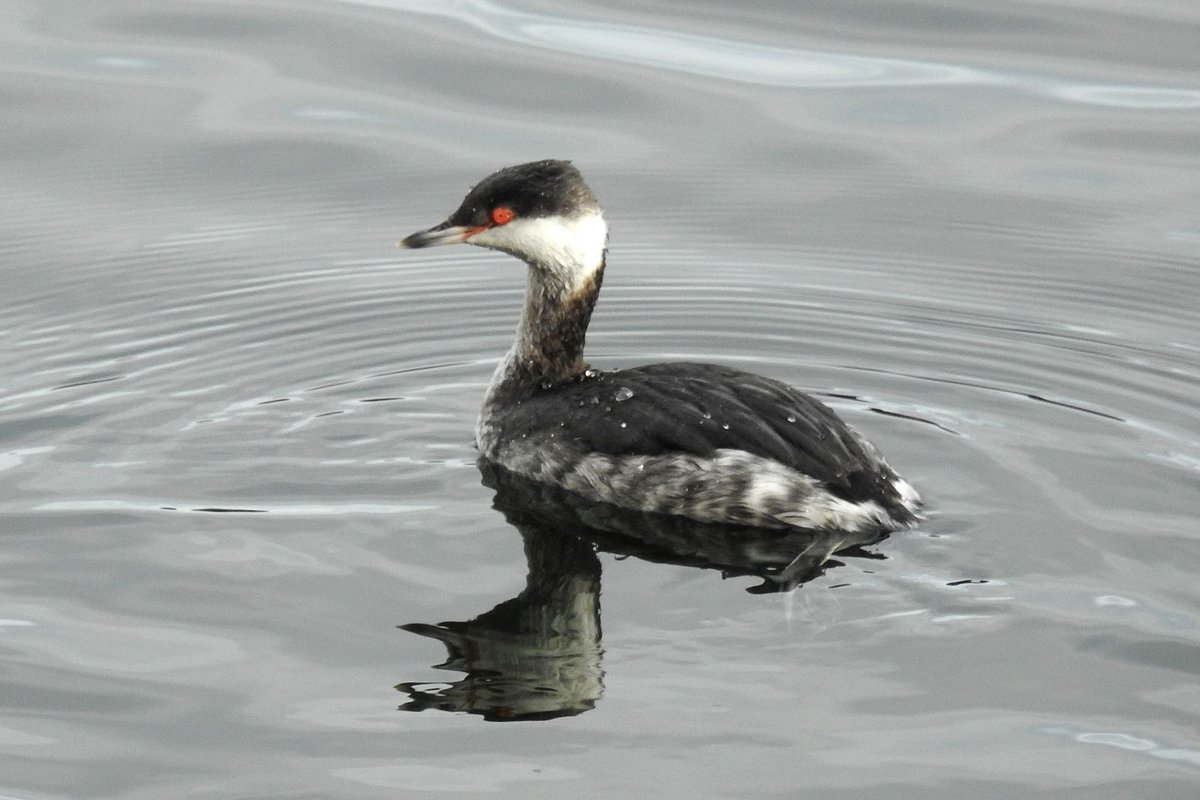 Slavonian Grebe showing well in Canning Dock #Liverpool this morning, what a location 😎, my first in the City for an age! @RSPBLiverpool @NMBiodiversity #LiverpoolCityRegion  #AlbertDock @LpoolCityRegion