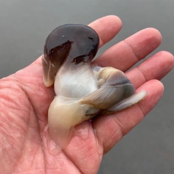 신선한 새조개는 회로 즐기면 상당히 맛이
좋다. 아무것도 찍지 말고 손질한 그대로. 입안에 퍼지는 신선함과 강렬한 단맛 그리고 복잡한 여러 맛들이 입안에 퍼지다 서서히 사라지며 여운만 길게 남는다. 오늘 정말 맛있었다.