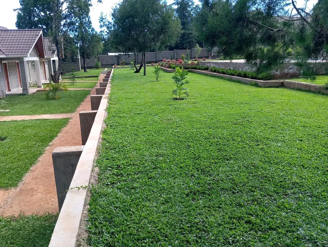 BrigadierOdongo's tweet photo. 0729223329
Are you looking for the best lawn grass to make your compound welcoming &amp; attractive?

Green Pemba
▪️Not affected by weeds
▪️Little amount of water required
▪️Grows quickly
▪️Thrives under shade
▪️Drought Resistant

1 USD Sunpark Residence Broke Tanzanians Rongai Kamba https://t.co/Ev0Hkpta7o