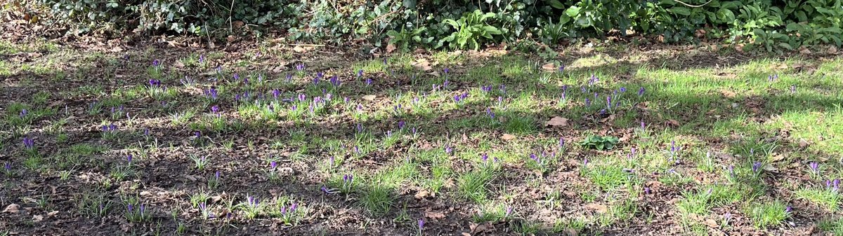 Great to see the crocuses kindly donated by Solent Southampton Rotary as part of their #purple4polio campaign planted by students from @Southamptonhub  and 29th Immaculata Scouts, hiding in the shadows, but in full bloom at the Rec.
Spring is definitely on the way!
