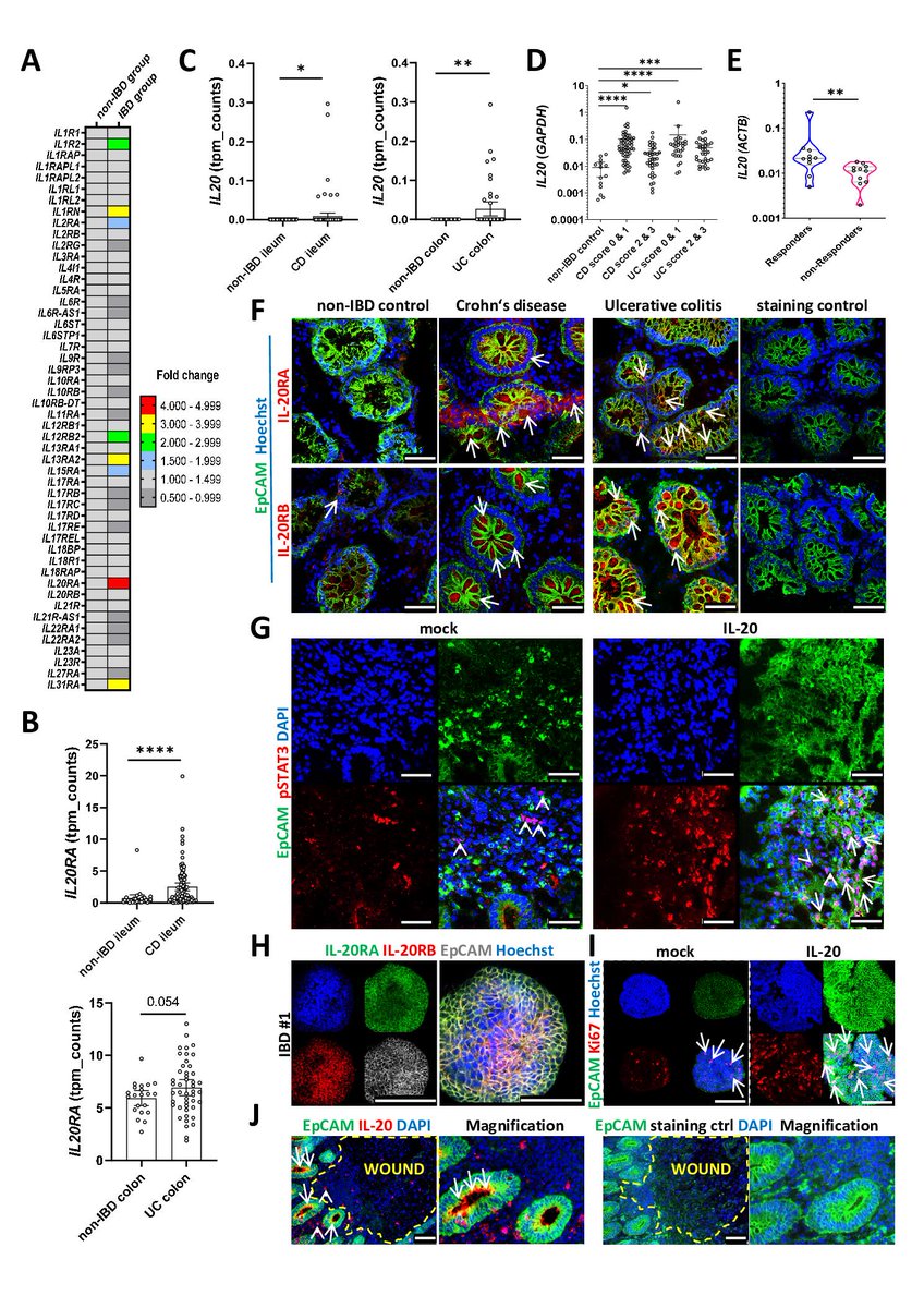 #GUTImage from the paper by Chiriac et al on 'IL-20 controls resolution of experimental colitis by regulating epithelial IFN/STAT2 signalling' via bit.ly/3TZzGZE #IBD