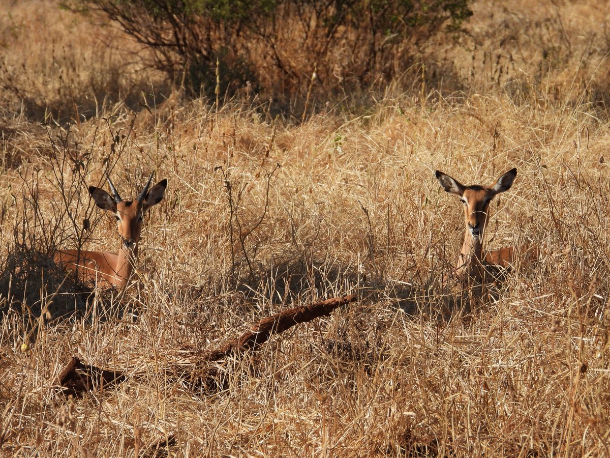 360_adventures's tweet photo. Who cut those impala’s ears?

#seewhatliesbeyond #360extremeadventures #travelinspiration #traveldeeper #travel #luxurytravel #responsibletravel #sustainabletravel #discover #catsofinstagram #experiencetheworldinauniqueway #impala #visitTanzania #QatarAirways https://t.co/mhrxjZQdOu