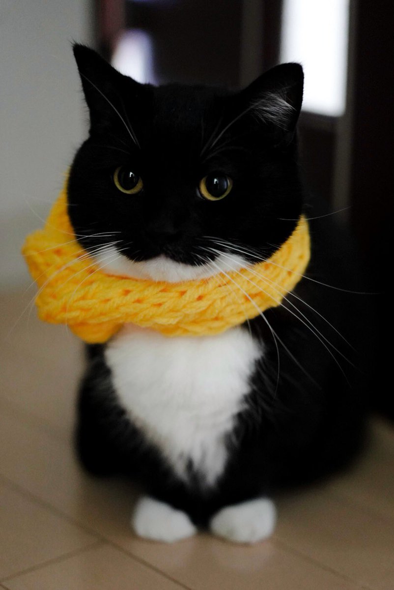 unicouniuni3's tweet photo. Uni wearing a yellow scarf :3

マフラーとうに https://t.co/tejCqGogAp